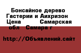 Бонсайное дерево, Гастерии и Аихризон › Цена ­ 750 - Самарская обл., Самара г.  »    